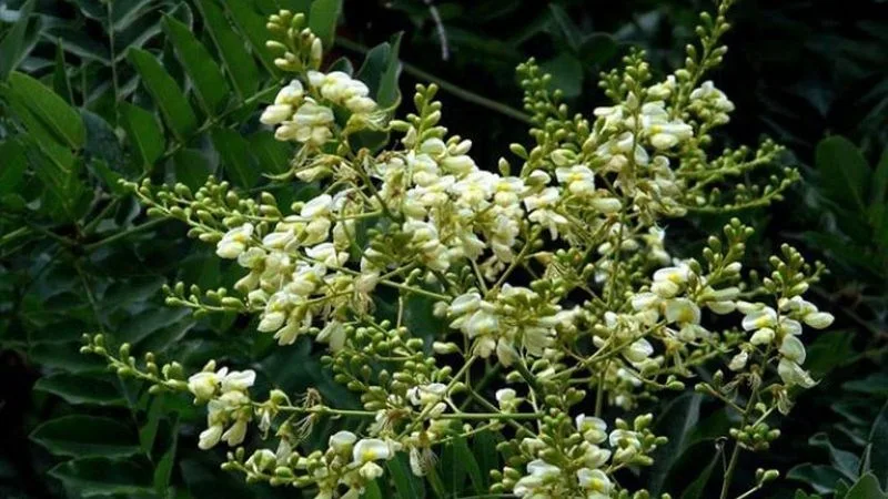 Một ly trà nụ hòe ấm sau bữa ăn hỗ trợ làm mát gan, an thần và mang lại giấc ngủ sâu hơn.