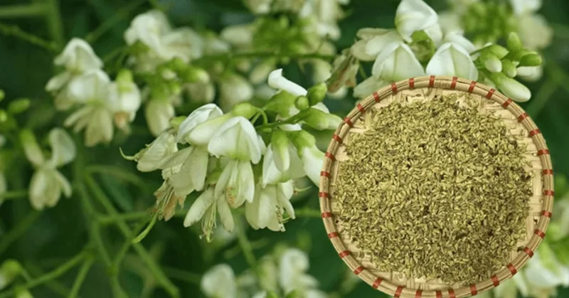 Người có thể trạng tỳ vị hư hàn cần cẩn trọng để tránh bị đầy bụng, tiêu chảy do tính hàn của nụ hòe.