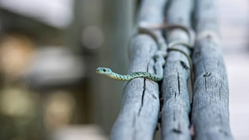 Rắn lành tính bò vào nhà thường là tín hiệu vui mừng cho thấy may mắn sắp gõ cửa.