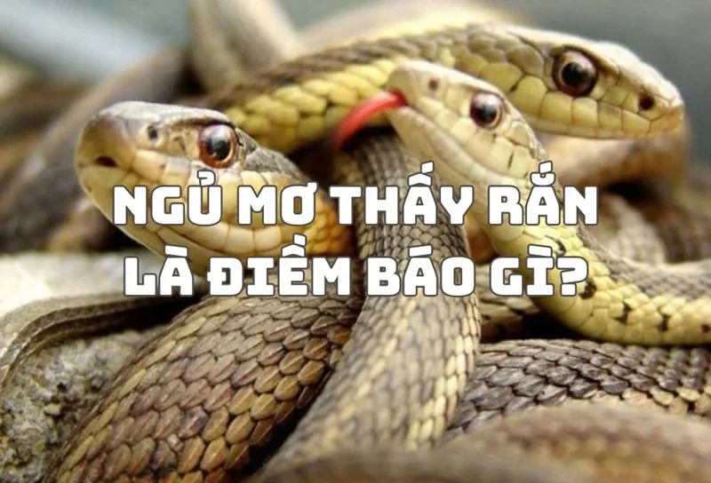 Rắn là loài vật mang tính đa diện, biểu trưng cho sự tái sinh và quyền lực tâm linh.