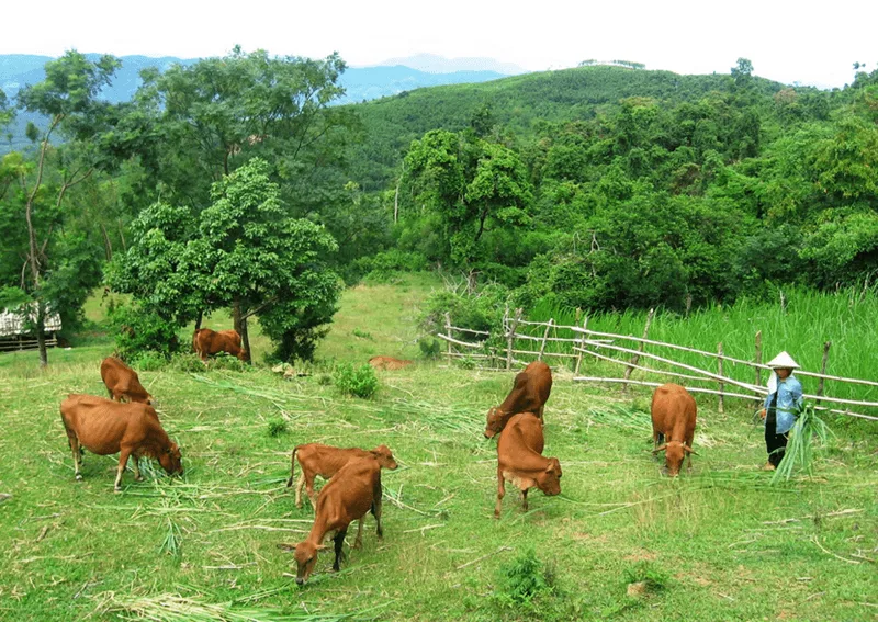 Hình ảnh bò vàng thong dong gặm cỏ dự báo sự nghiệp ổn định và thành quả lao động xứng đáng.