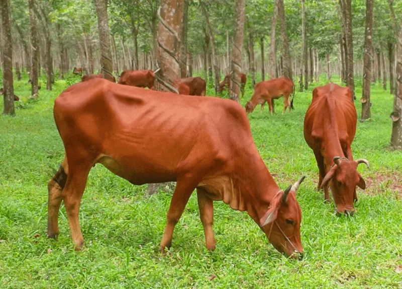Chiêm bao thấy bò vàng sinh con đại diện cho sự sinh sôi, cơ hội đầu tư mới thành công.