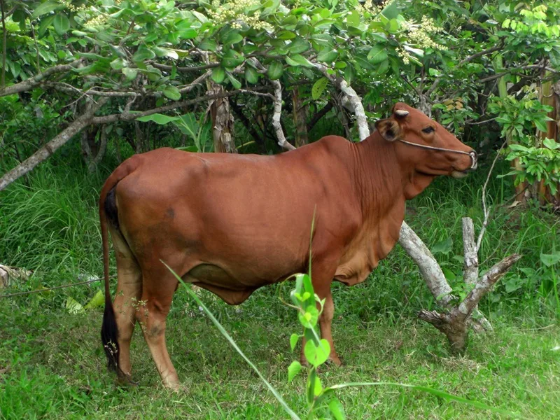 Giấc mơ bò vàng phản ánh khao khát an toàn tài chính và nhắc nhở sự kiên trì trong cuộc sống.