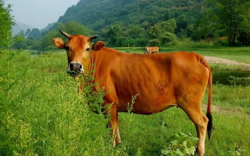 Con bò vàng trong văn hóa tâm linh là biểu tượng của tài lộc, sự thịnh vượng và bền vững.